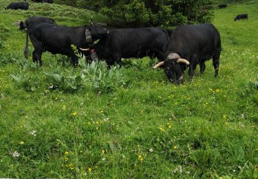 Tocht Noords wandelen Arbaz - Anzère  - Photo