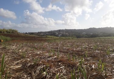 Randonnée Marche Le Lamentin - École Gondeau A-fond cacao en boucle  - Photo