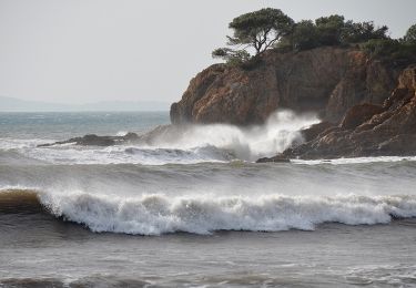 Randonnée Marche Bormes-les-Mimosas - Bormes les Mimosas - Cap Léoube - Photo