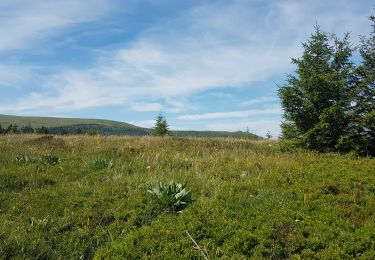 Tocht Stappen Orcival - boucle du Puy de l Ouire - Photo