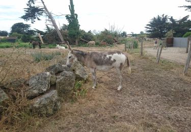 Trail Road bike La Couarde-sur-Mer - 2019-07-11 la couarde - ars - phare des baleines par marais - retour st clément - ars - la couarde - Photo