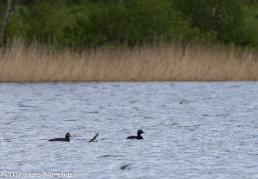 Randonnée A pied  - Guldtur 5 Funäsdalsberget - Photo