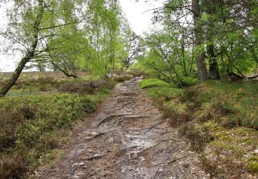 Excursión A pie Neu Wulmstorf - Wander-Tour Wulmstorfer Heide - Photo