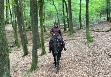 Trail Horseback riding Bastogne - Livarchamps - Surre (LU) 29 août 2021 - Photo