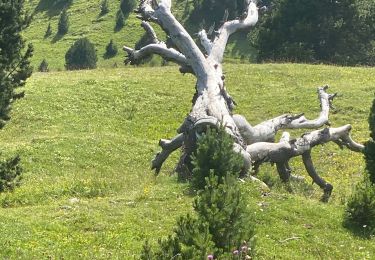 Tocht Stappen Châtillon-en-Diois - Vallon de Combau  - Photo