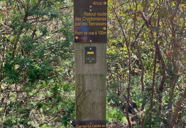 Trail Walking Saint-Paul - Boucle ilet Alcipe depuis RF cryptomèrias - Photo