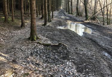 Tocht Te voet Sprimont - Boucle de Damré 8 Km  - Photo