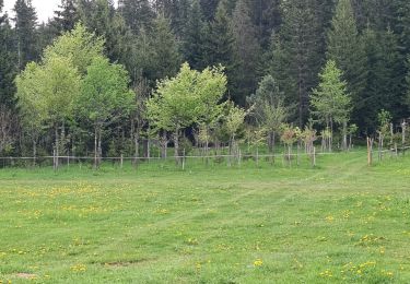 Tour Wandern Autrans-Méaudre en Vercors - autrans - Photo