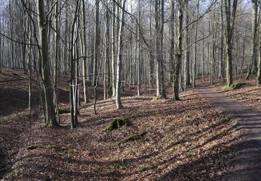 Trail Walking Auderghem - Oudergem - bgg - Herman Debroux et puis un grand tour du carrefour Léonard - Photo