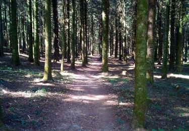 Tocht Stappen Besançon - Forêt de CHAILLUZ  - Photo