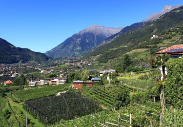 Randonnée A pied Tirol - Tirolo - Weinweg - Photo