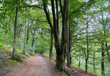 Randonnée Marche Ottignies-Louvain-la-Neuve - La faune et la flore du bois de Lauzelle à Louvain-La-Neuve  - Photo