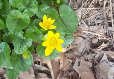 Tour Nordic Walking Clermont-l'Hérault - La Ramasse 6 Mars 2021 - Photo