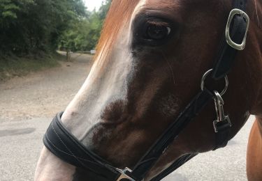 Excursión Paseo ecuestre Albigny-sur-Saône - Rando avec Prince à pied 16 juillet 3 h 30 - Photo