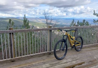 Trail Mountain bike Bédoin - Randuro sous les sapins blancs - Photo