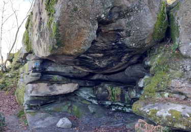 Tocht Stappen Fontainebleau - Sentier Denecourt N°2 - Photo