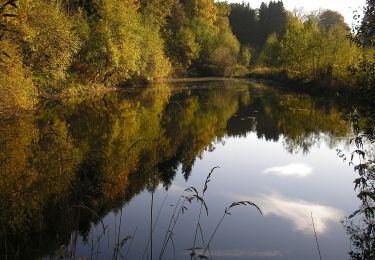 Tour Zu Fuß Weismes - Robertville: Pont de Haelen - Airheid - Barrage - Photo