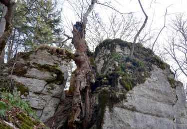 Tocht Te voet Gomadingen - Schafbersattel-Lochenbrünnele - Photo