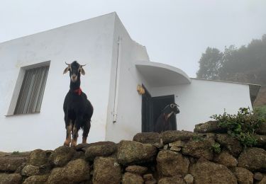 Tour Wandern San Cristóbal de La Laguna - Las Carbonaras Chimada AR - Photo