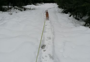 Tocht Stappen Waimes - fagnes  - Photo