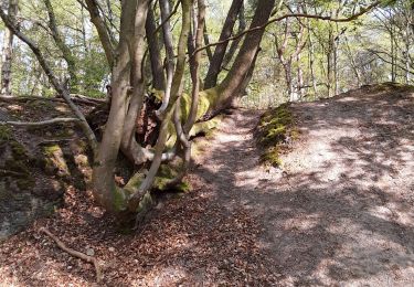 Excursión Senderismo Belœil - bois stambruges - Photo