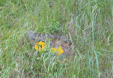 Tour Wandern Aymavilles - pineta-turpin-ozein - Photo