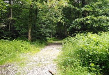 Tocht Stappen Seraing - Famelette Roches aux faucons Beauregard - Photo