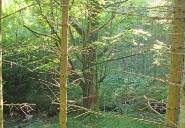 Tocht Te voet Kainach bei Voitsberg - Wanderweg 61 - Photo