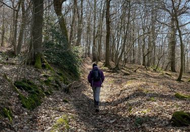 Trail On foot Andenne - Ohey coutisse Haillot - Photo