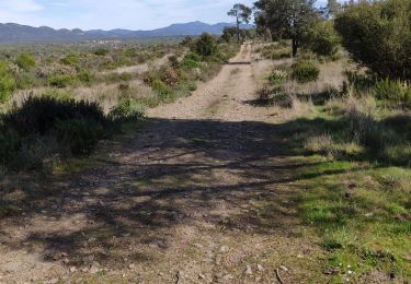 Tour Wandern Roquebrune-sur-Argens - z Palayson 12-03-21 - Photo