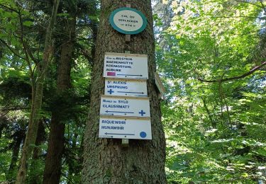 Tocht Stappen Hunawihr - Dans les forêts de Hunawir et Riquewihr  - Photo