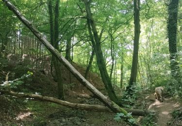 Randonnée Marche Esneux - Tilff - Forêt, rivière et Abbaye  - Photo