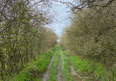 Trail Walking Rochefort - Havrenne - Photo