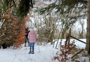 Tocht Sneeuwschoenen Büllingen - Manderfeld (PVDB) - Photo