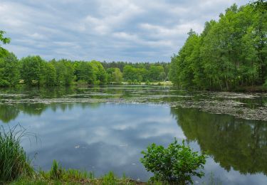 Randonnée A pied Schwielochsee - Rundwanderweg Großer Mochowsee - Photo