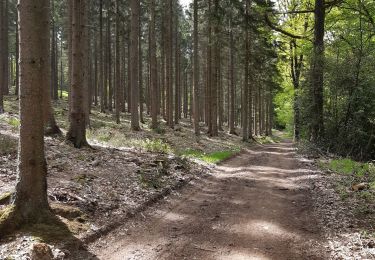 Trail Walking Limbourg - dolhain hèvremont 65 - Photo