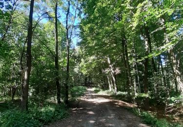 Trail Walking Braine-le-Comte - Papotages au bois - Photo
