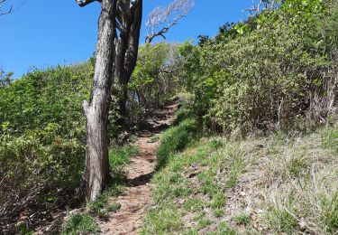 Trail Walking Sainte-Anne - Reconnaissance sur une partie du parcours.  - Photo