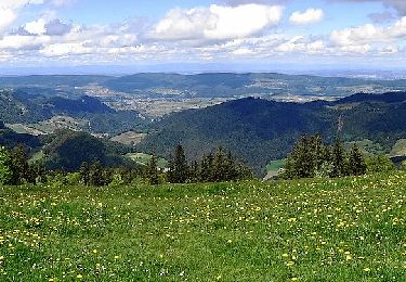 Randonnée A pied Beinwil (SO) - Vorder Erzberg - Zingelen - Photo