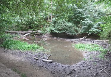 Tour Zu Fuß Königslutter - Elm Rundwanderweg 20 - Photo