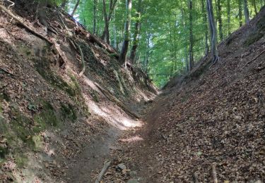 Trail Walking Huldenberg - Sint Agatha Rode - Photo