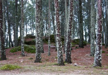 Trail On foot Alcongosta - Rota da Cereja - Photo