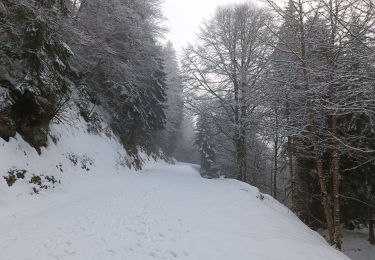 Trail Walking Proveysieux - Proveyzieux- Col de la Charmette - Photo