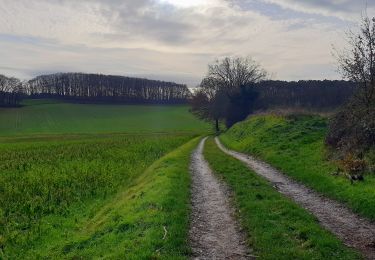 Tocht Stappen Huldenberg - Rodebos - Photo