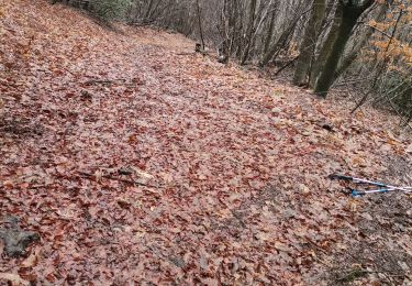 Trail Nordic walking Ambazac - Chedeville hureaux trasforet - Photo