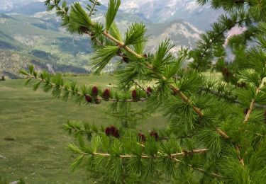 Randonnée Marche Ilonse - Louvet d'Ilonse par col de Sinne et variante par crete Ouest - Photo