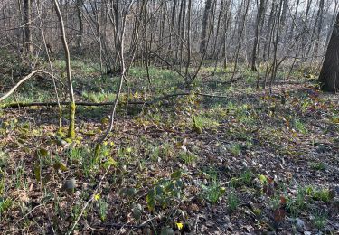 Randonnée sport Luzarches - Luzarches sur Villiers 2 - Photo