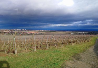 Randonnée Marche Wettolsheim - wettolsheim À travers vignes  - Photo