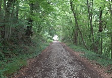 Trail Walking Huy - Vallée de la Solière - Photo