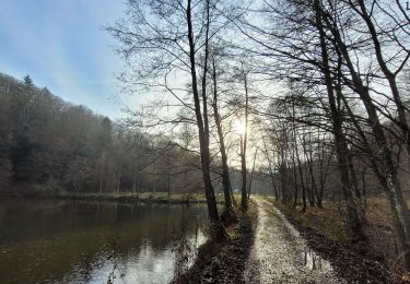 Tocht Stappen Saint-Hubert - rando arville 7-12-2023 - Photo